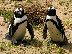 19c-Penguins08