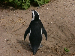 19c-Penguins16