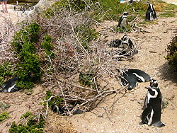 19c-Penguins17