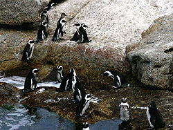 19c-Penguins25
