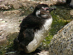 19c-Penguins30