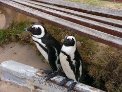 19c-Penguins36