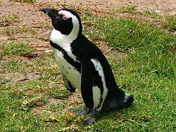19c-Penguins39