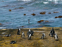 19c-Penguins43