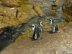 19c-Penguins45