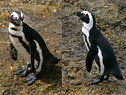19c-Penguins4849